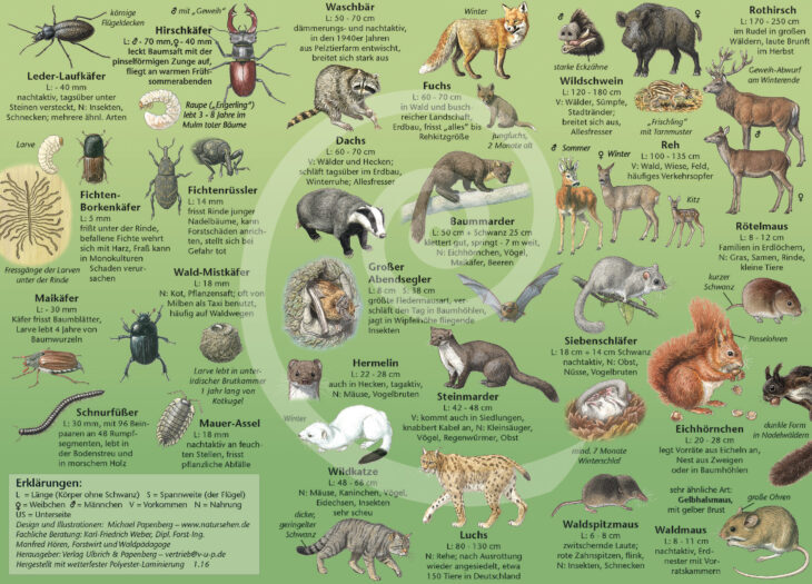 Die Tiere Des Waldes