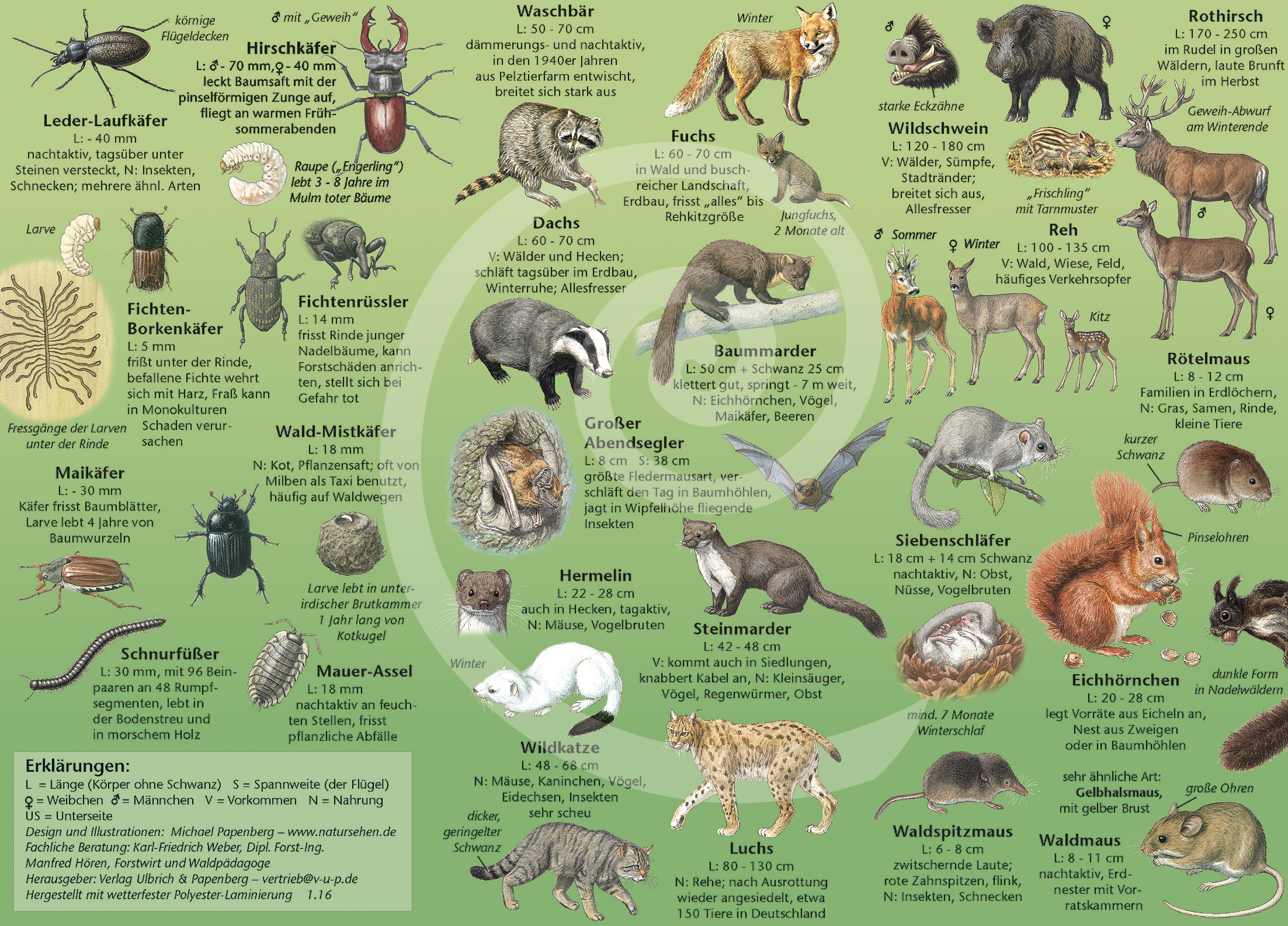 Die Tiere Des Waldes